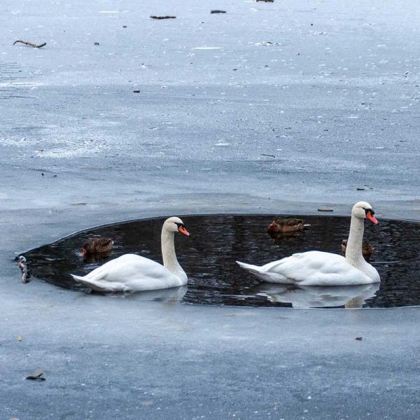 Przetrwać zimę - spacer ornitologiczny na Mokotowie - City Media