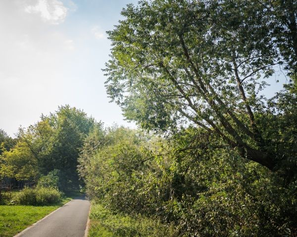 Usuwanie spróchniałych wierzb na Żoliborzu