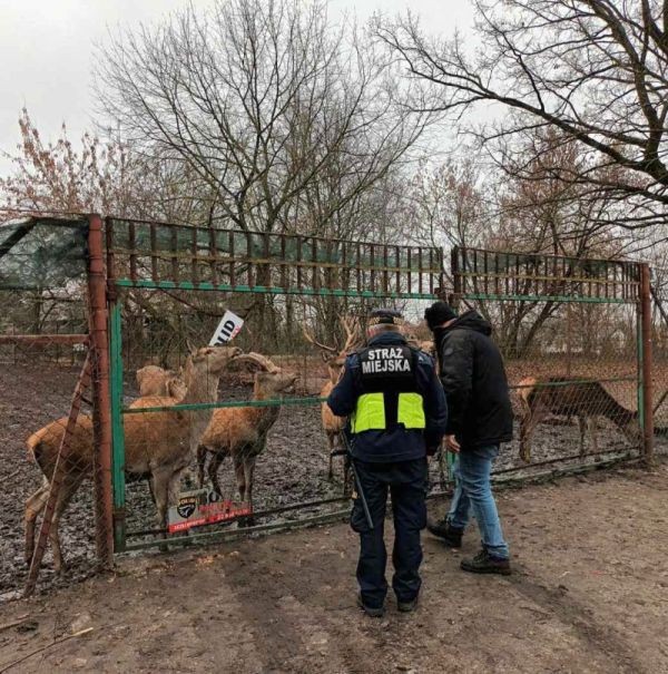 Jelenie z hodowli na Białołęce uciekły z zagrodzonego terenu